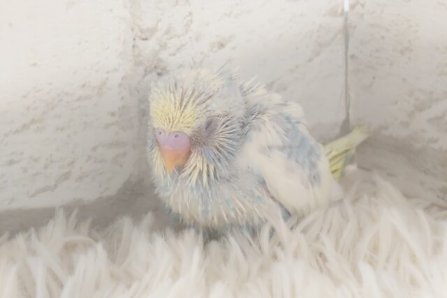 ステキからー☆☆☆ 特別感満載っ♪ セキセイインコ パステルレインボーパイド~~ セキセイインコ