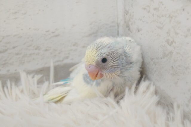 ｽﾃｷからー☆☆☆　特別感満載っ♪　セキセイインコ　パステルレインボーパイド～～