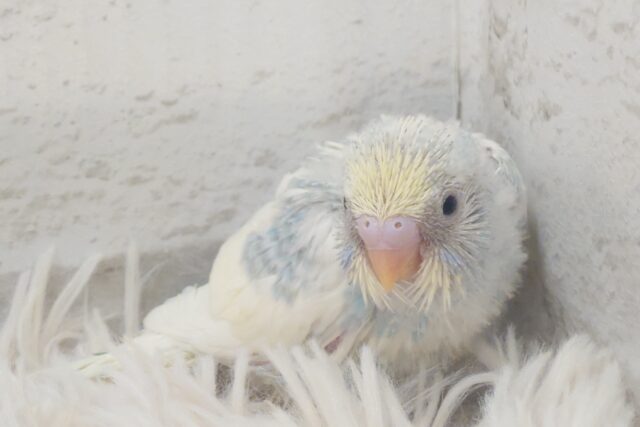 ステキからー☆☆☆ 特別感満載っ♪ セキセイインコ パステルレインボーパイド~~ セキセイインコ