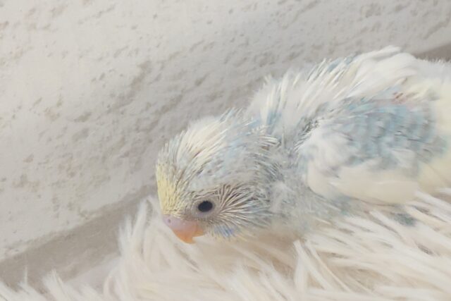 ステキからー☆☆☆ 特別感満載っ♪ セキセイインコ パステルレインボーパイド~~ セキセイインコ