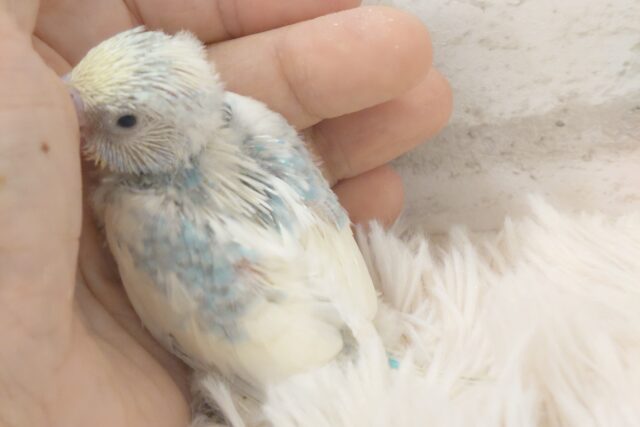 ステキからー☆☆☆ 特別感満載っ♪ セキセイインコ パステルレインボーパイド~~ セキセイインコ