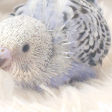 手にすっぽり♪　セキセイインコ　バイオレットオパーリン〜〜