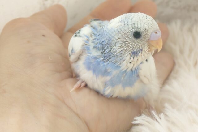 独せんっ☆☆☆　手ざぶとんーーー　セキセイインコ　パイド～～