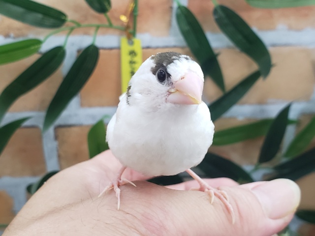 7/28更新☆白多め‎🤍十姉妹のヒナ入荷しました❤️