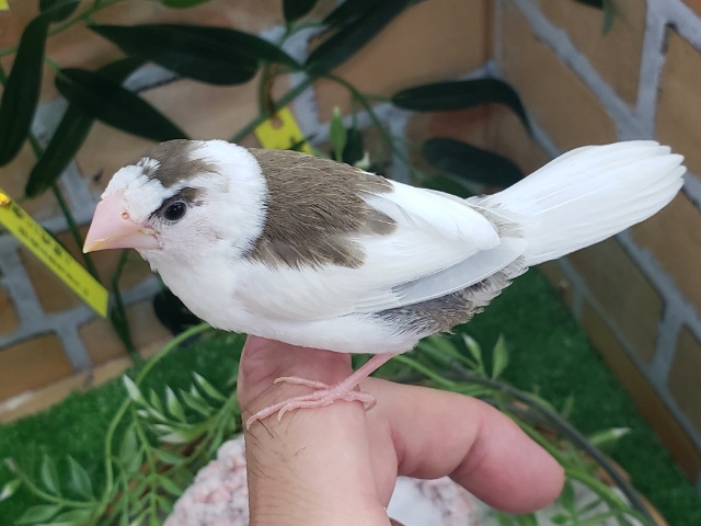 十姉妹（ジュウシマツ）