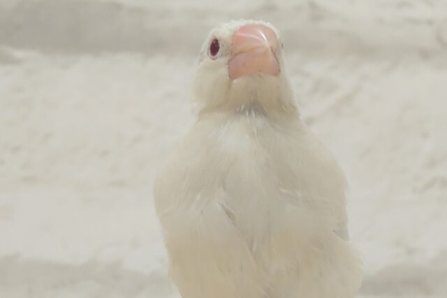 シルバーイノ文鳥