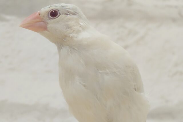 シルバーイノ文鳥