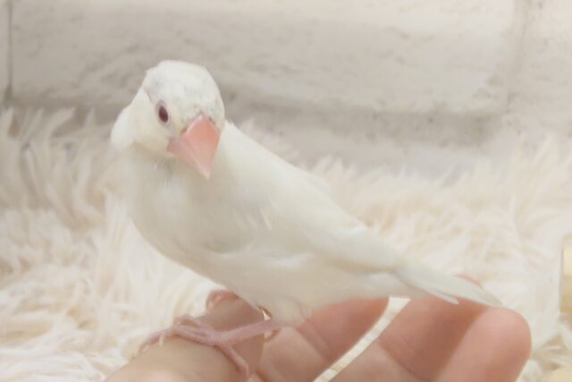 シルバーイノ文鳥