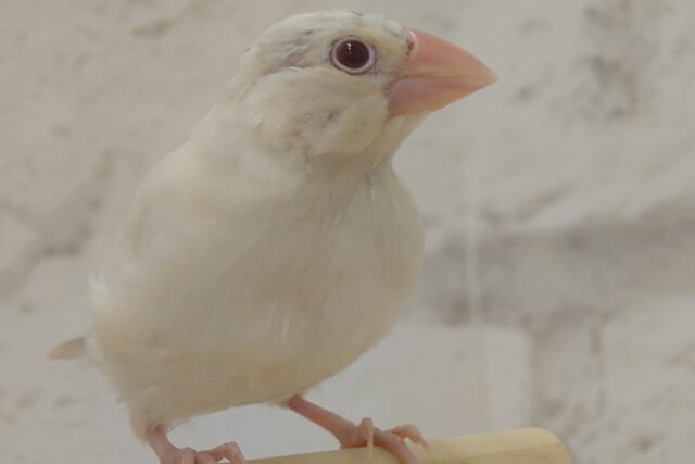 シルバーイノ文鳥