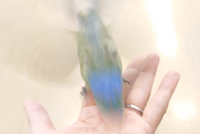 コザクラインコ（小桜インコ）