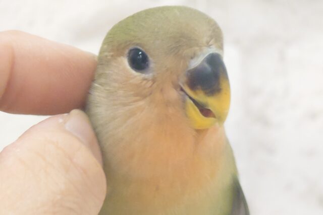 コザクラインコ（小桜インコ）