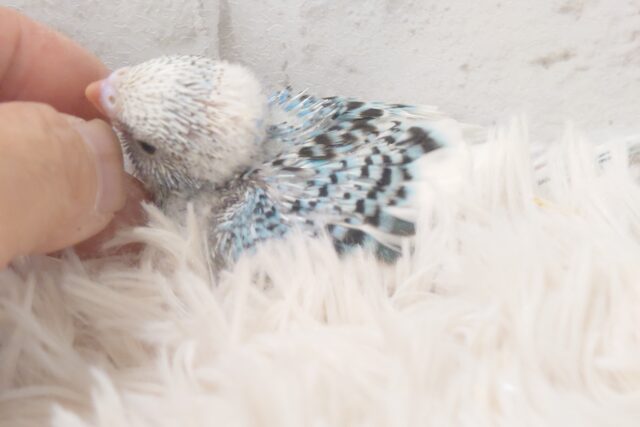 【最新画像更新🪄もうすぐひとり餌☆】楽しそうなことが 待ってるんだってさ♪ セキセイインコ パイド~~ セキセイインコ