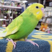 セキセイインコ（グリーンパイド）　緑と黄色がきれいな子が来ました！