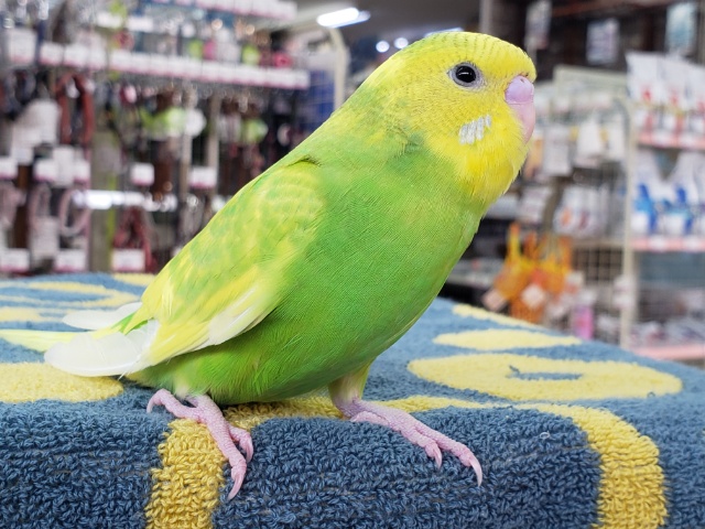 セキセイインコ（グリーンパイド）　緑と黄色がきれいな子が来ました！