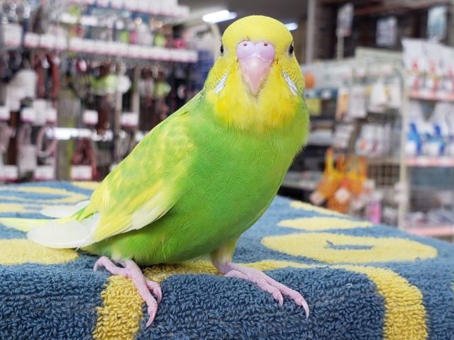 セキセイインコ