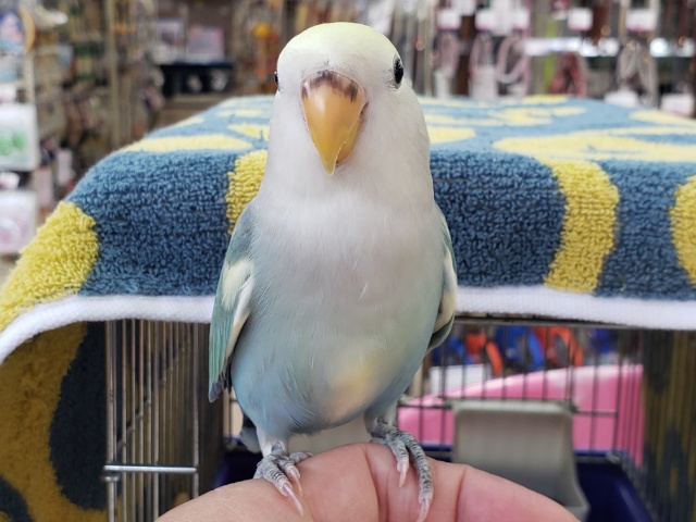 最新画像あり⭐️癒しのブルーカラー🫧コザクラインコ(ブルーチェリーパイド) コザクラインコ(小桜インコ)