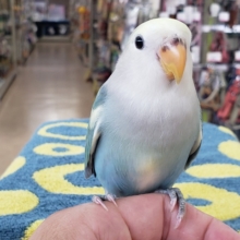 最新画像あり⭐️癒しのブルーカラー🫧コザクラインコ（ブルーチェリーパイド）