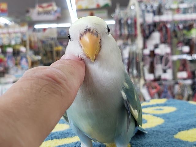 最新画像あり⭐️癒しのブルーカラー🫧コザクラインコ(ブルーチェリーパイド) コザクラインコ(小桜インコ)