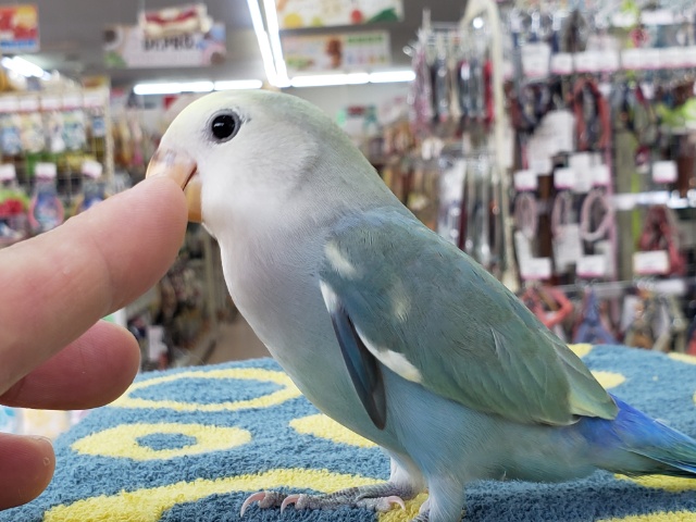 最新画像あり⭐️癒しのブルーカラー🫧コザクラインコ(ブルーチェリーパイド) コザクラインコ(小桜インコ)