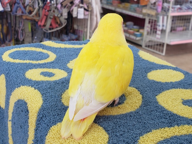 コザクラインコ（小桜インコ）