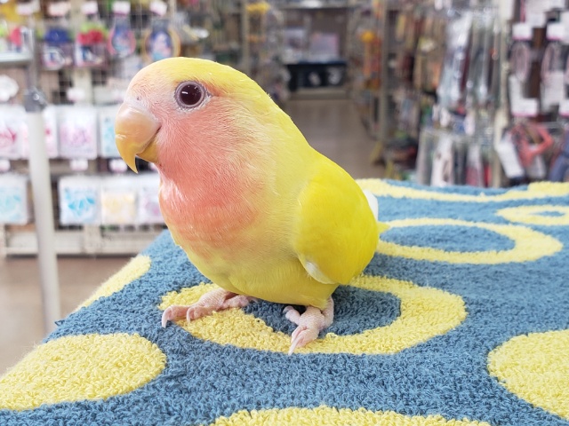 コザクラインコ（小桜インコ）