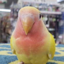 ビタミンイエロー🍋😊コザクラインコ（ルチノーこん）