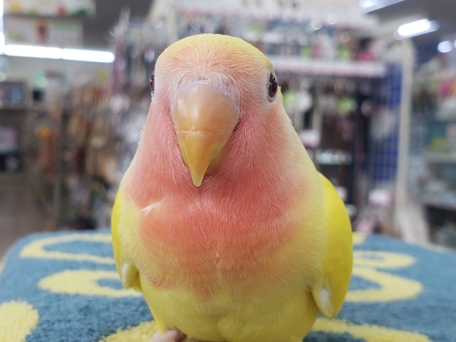 ビタミンイエロー🍋😊コザクラインコ（ルチノーこん）