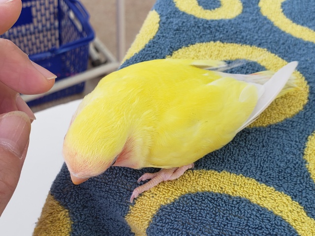 コザクラインコ（小桜インコ）