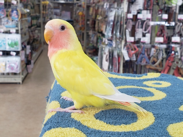 コザクラインコ（小桜インコ）