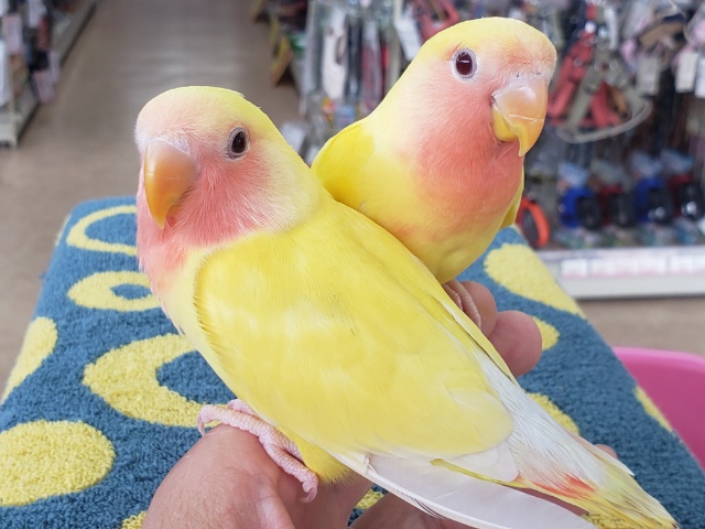 コザクラインコ（小桜インコ）