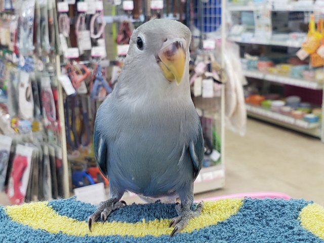 コザクラインコ（小桜インコ）