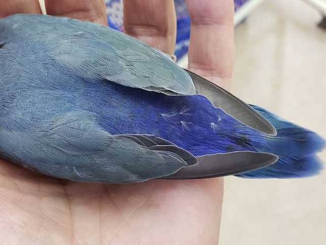 コザクラインコ（小桜インコ）