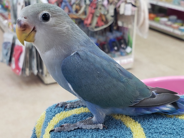 コザクラインコ（小桜インコ）