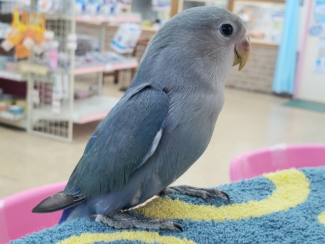 コザクラインコ（小桜インコ）