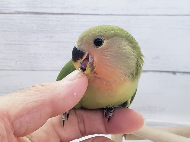 コザクラインコ（小桜インコ）
