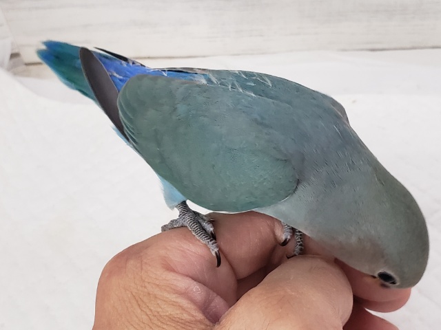 最新画像になります☆特別感、いっぱい☆彡 コザクラインコ(ブルー コザクラインコ(小桜インコ)