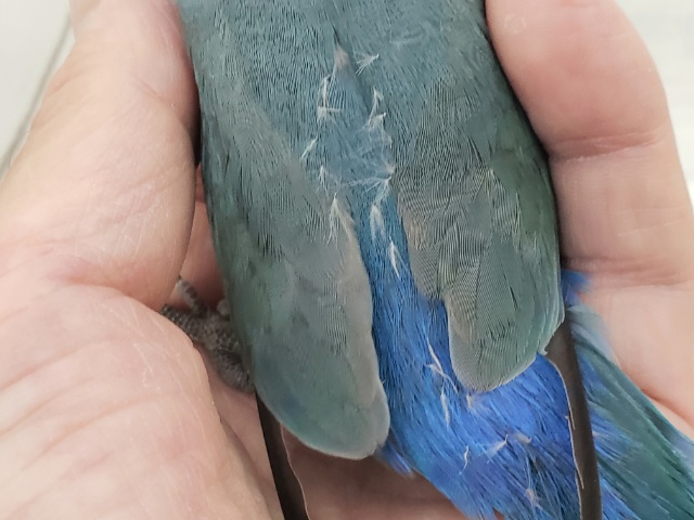 最新画像になります☆特別感、いっぱい☆彡 コザクラインコ(ブルー コザクラインコ(小桜インコ)