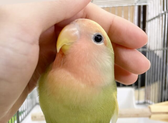 最新画像あり⭐️動画あり⭐️カラフルカラーのコザクラさん🧡💛💚コザクラインコ（タイガーチェリー）