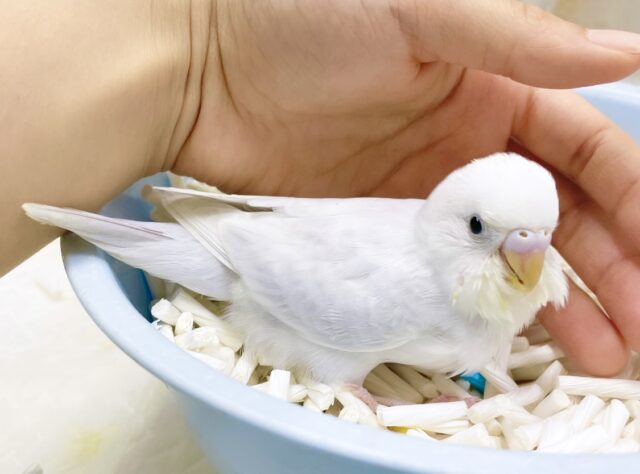 セキセイインコ