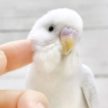 最新画像あり⭐️すみれカラー🔮セキセイインコ（ライラック）