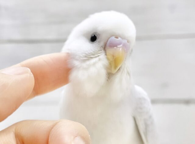 最新画像あり⭐️すみれカラー🔮セキセイインコ（ライラック）