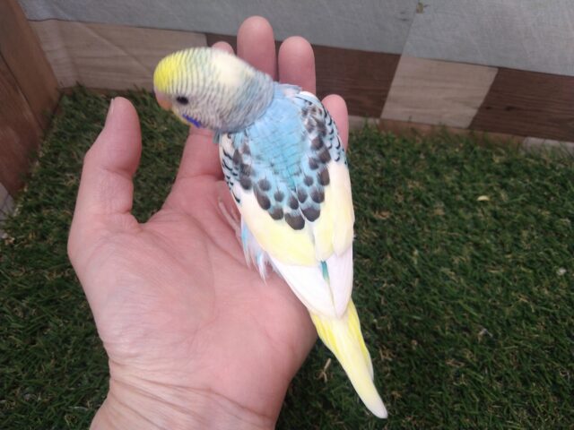 最新画像有ります🌟⋆꙳夏空の様な爽やかセキセイさんが来ましたよ〜 セキセイインコ