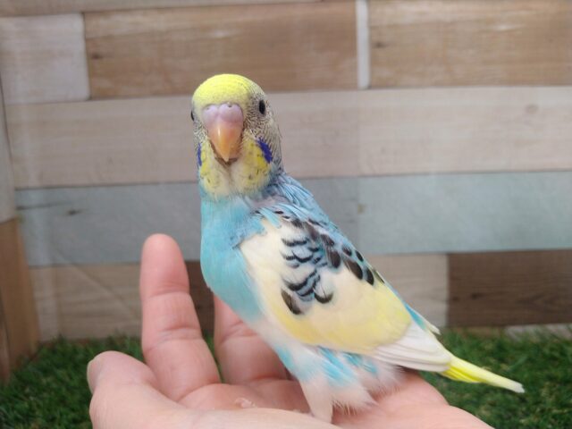 最新画像有ります🌟⋆꙳夏空の様な爽やかセキセイさんが来ましたよ〜 セキセイインコ