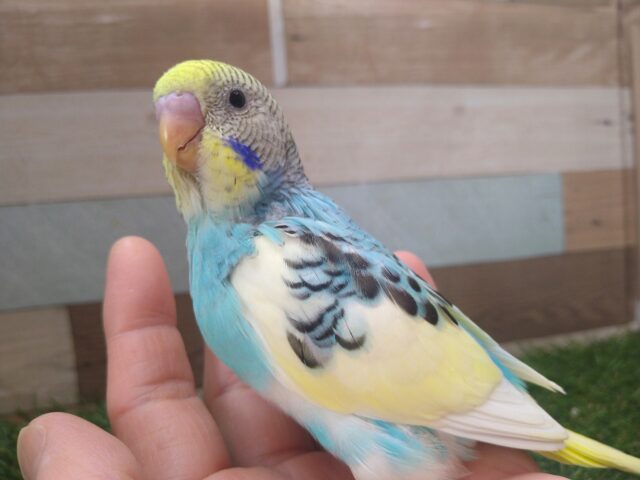 最新画像有ります🌟⋆꙳夏空の様な爽やかセキセイさんが来ましたよ〜 セキセイインコ