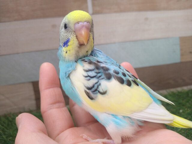 最新画像有ります🌟⋆꙳夏空の様な爽やかセキセイさんが来ましたよ〜 セキセイインコ