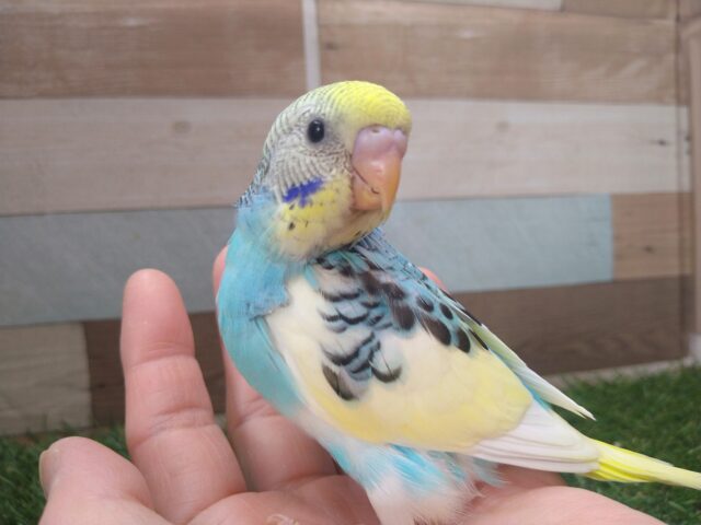 最新画像有ります🌟⋆꙳夏空の様な爽やかセキセイさんが来ましたよ〜 セキセイインコ