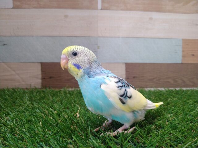 最新画像有ります🌟⋆꙳夏空の様な爽やかセキセイさんが来ましたよ〜 セキセイインコ