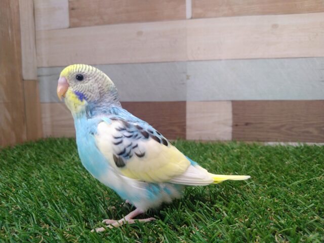 最新画像有ります🌟⋆꙳夏空の様な爽やかセキセイさんが来ましたよ〜 セキセイインコ