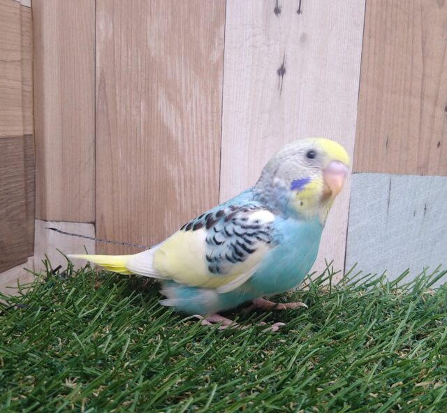 最新画像有ります🌟⋆꙳夏空の様な爽やかセキセイさんが来ましたよ〜 セキセイインコ