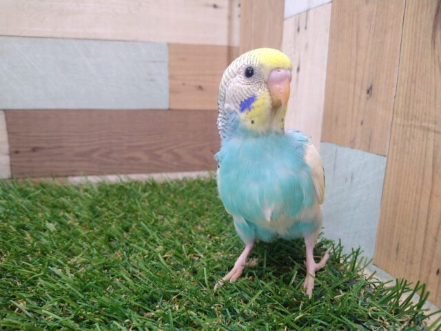 最新画像有ります🌟⋆꙳夏空の様な爽やかセキセイさんが来ましたよ〜 セキセイインコ